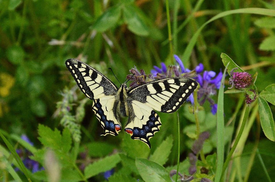 Natur gras flügel wiese
