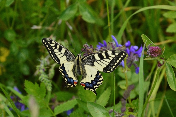 Nature grass wing meadow Photo