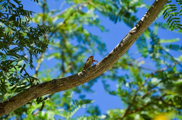 Tree nature forest branch Photo