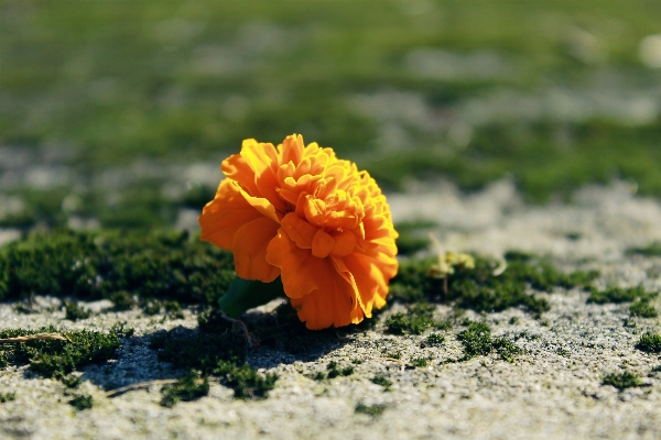 Nature blossom plant ground Photo