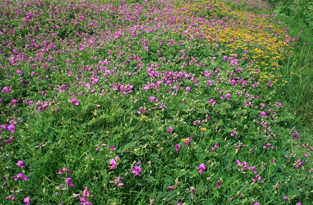 Grass plant field lawn Photo