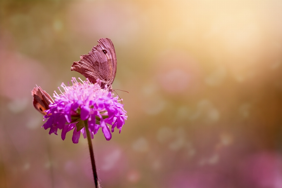 Nature blossom plant photography