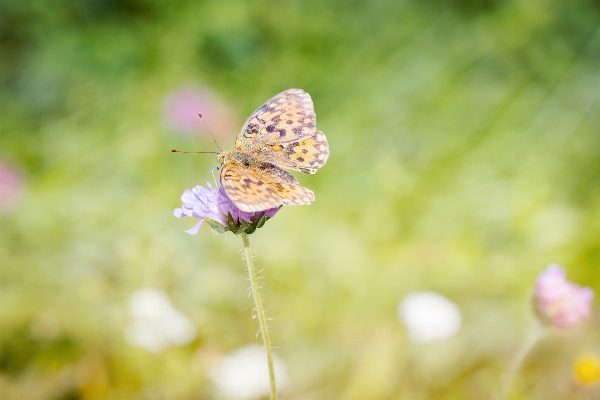 Nature blossom plant photography Photo