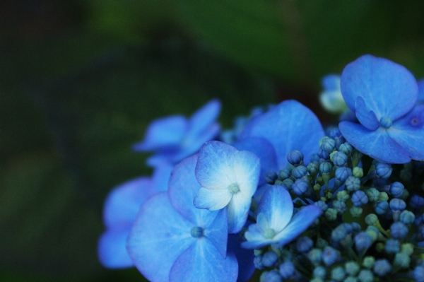 Nature blossom plant flower Photo