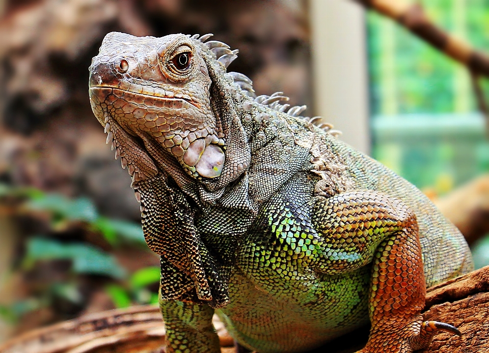 Animal faune zoo tropical