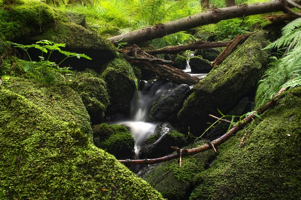 Baum wasser natur wald