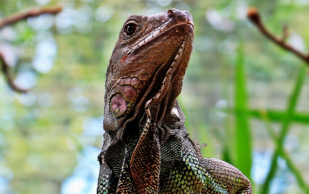 Foto Satwa margasatwa kebun binatang tropis