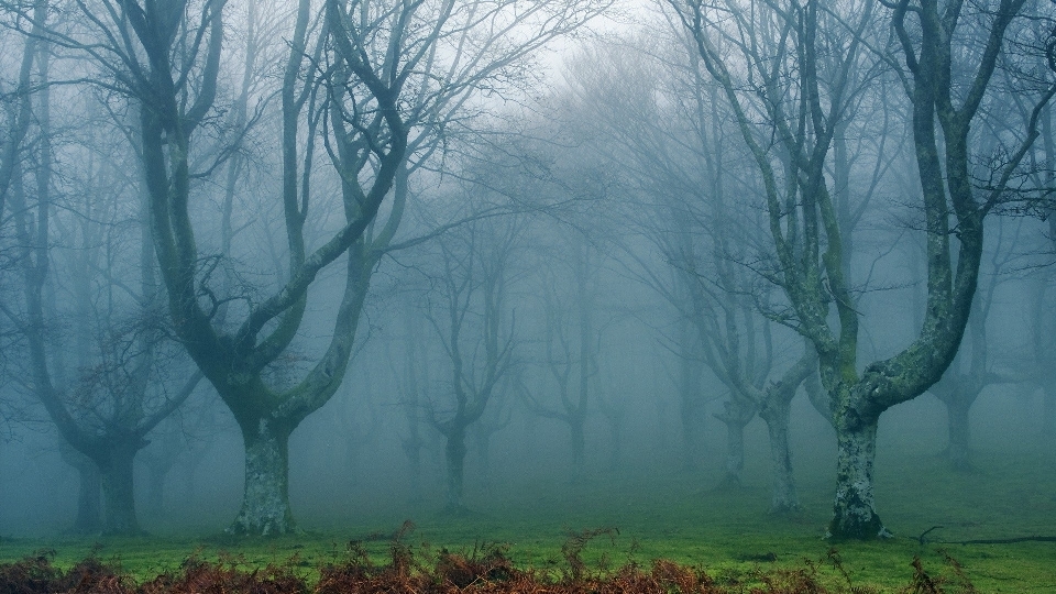 Baum wald sumpf zweig