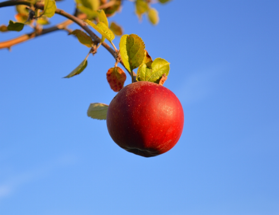 Apple filial florescer plantar