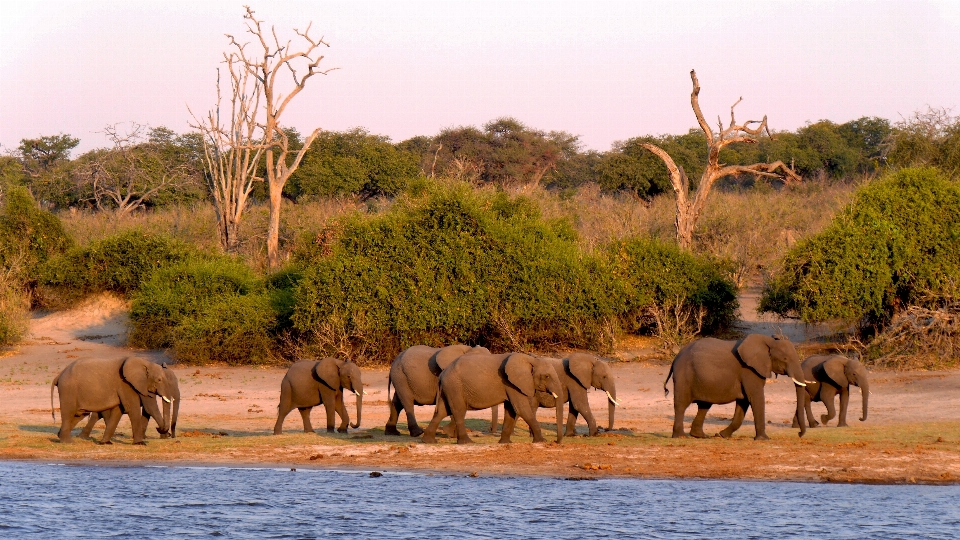 Adventure wildlife herd grazing