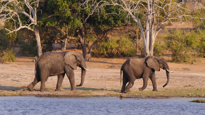 Adventure wildlife herd jungle Photo