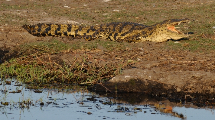 Foto Margasatwa reptil fauna buaya