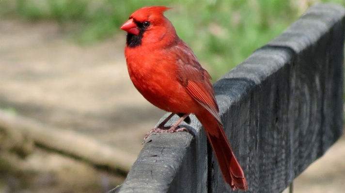 Nature bird fence rail Photo