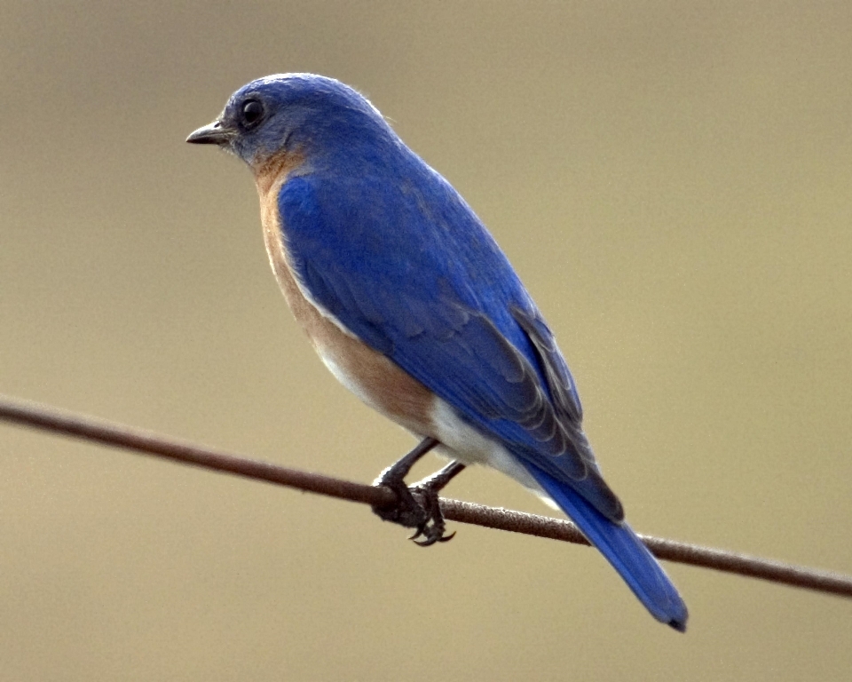 Nature branch bird wing