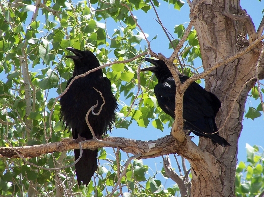 Tree nature branch bird Photo