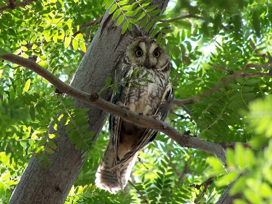 Tree nature branch bird Photo