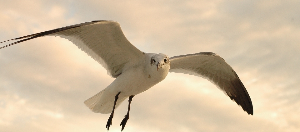 Nature oiseau aile ciel