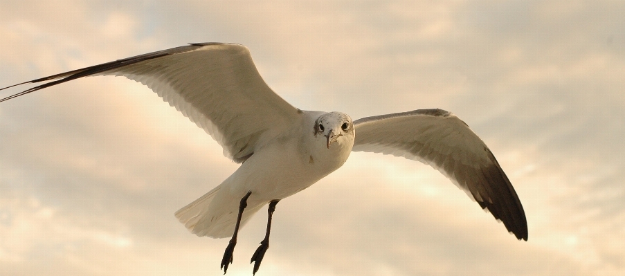 Nature bird wing sky Photo