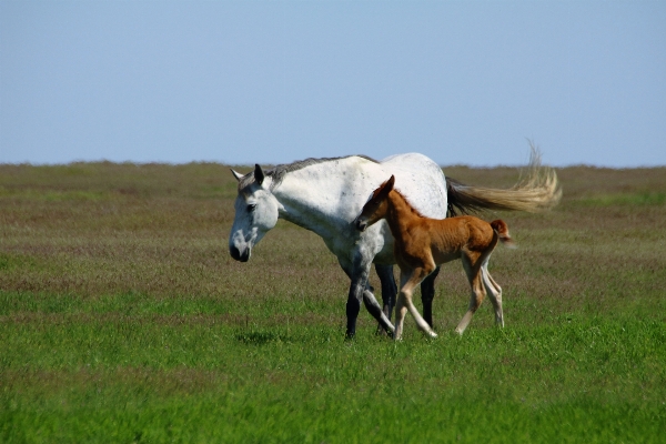 Nature grass field farm Photo