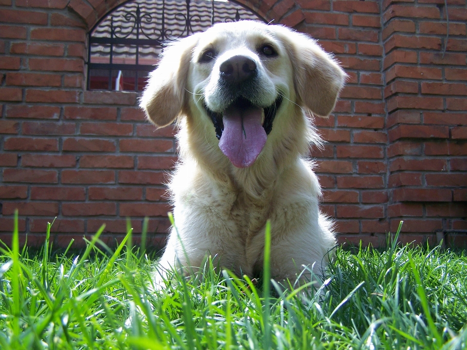 Mädchen süss welpe hund