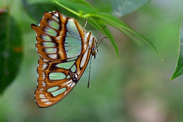 Nature wing photography leaf Photo