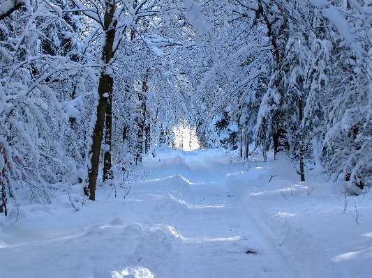 Landscape tree forest snow Photo