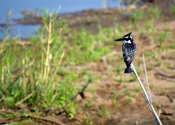 Foto Alam rumput burung bunga