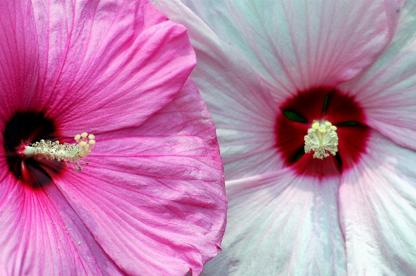 Tree nature blossom plant Photo