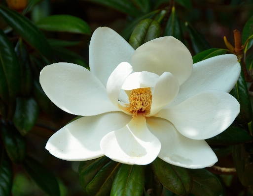 木 自然 花 植物 写真