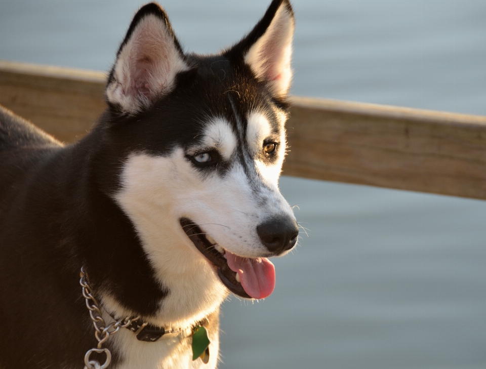 Dış mekan köpek yavrusu hayvan