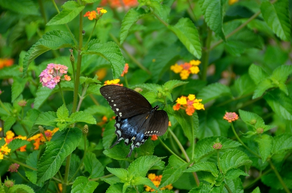 Nature plant leaf flower Photo