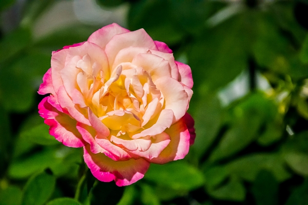 Foto Naturaleza florecer planta flor