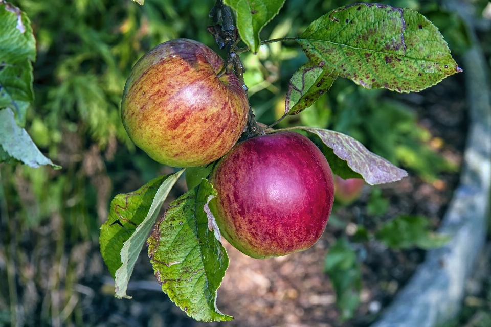 Apple árbol rama planta