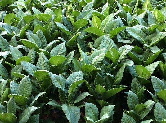 Plant leaf flower food Photo