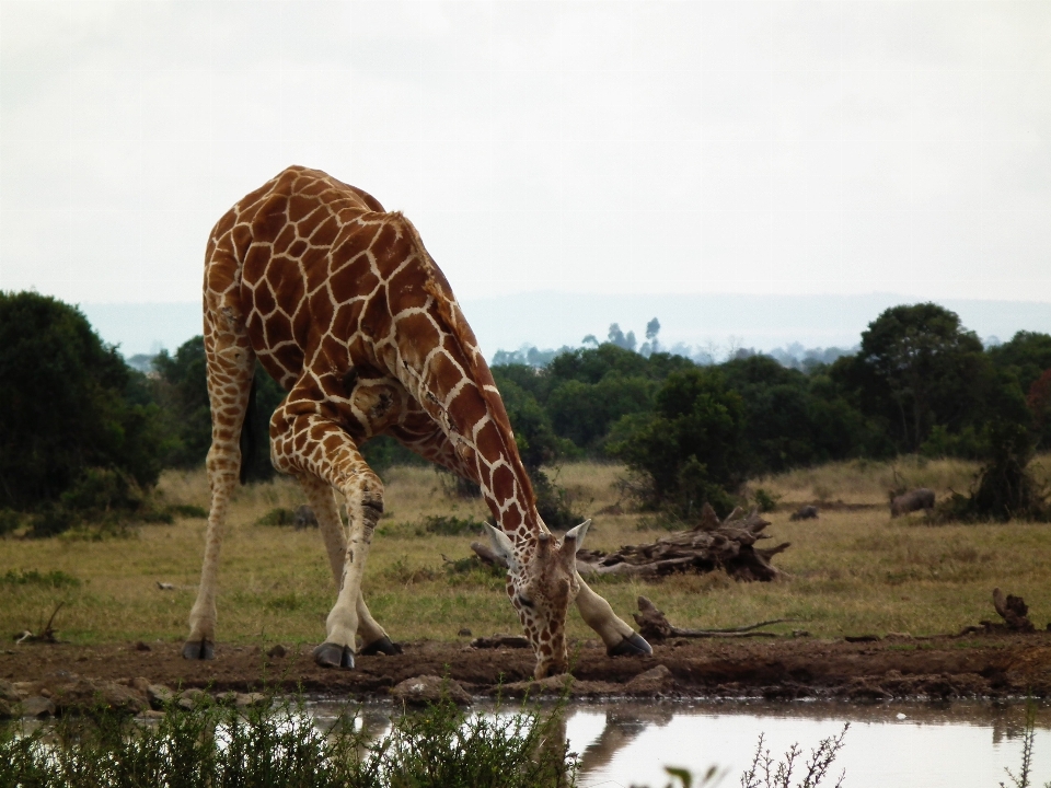 Wasser natur tier tierwelt