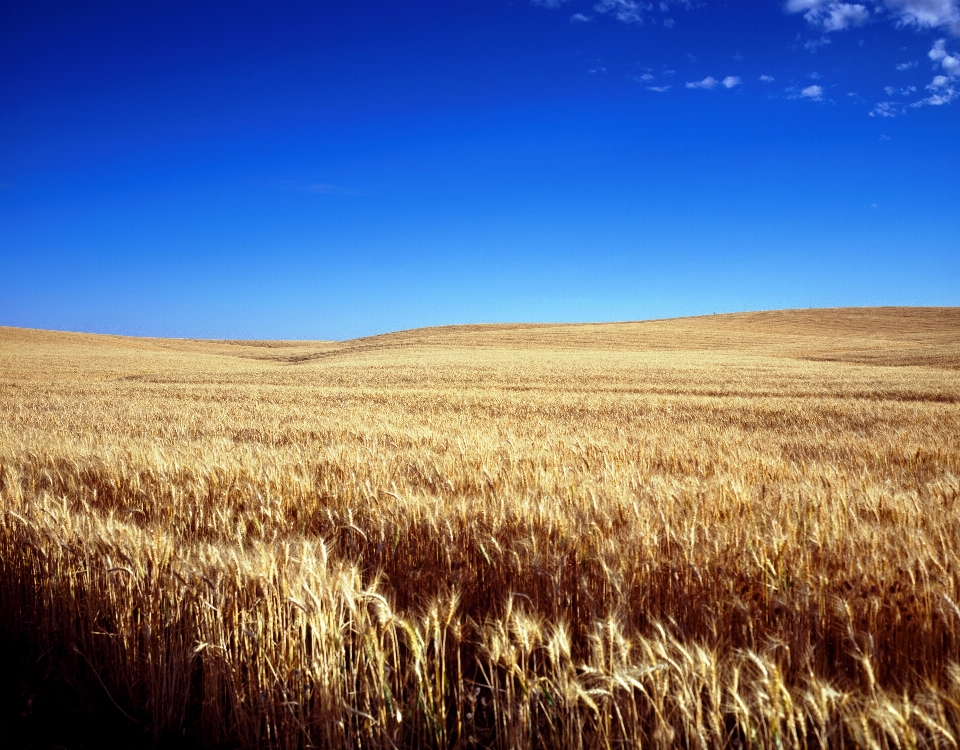 Landscape nature grass horizon