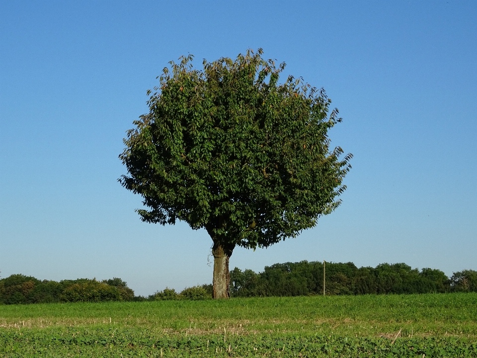 Krajobraz drzewo natura las