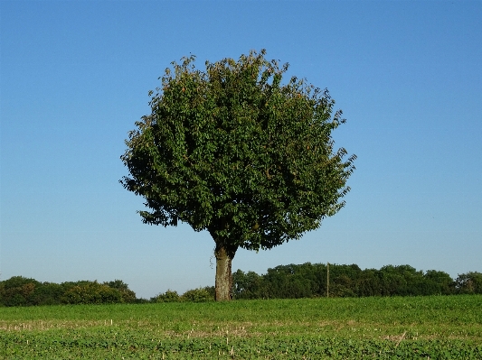 Landscape tree nature forest Photo