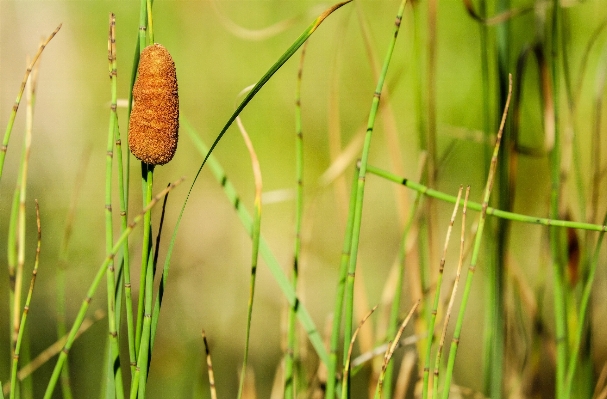 Nature grass plant field Photo