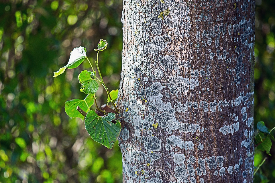 Drzewo natura las oddział