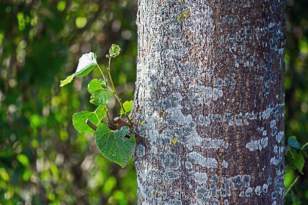 Tree nature forest branch Photo