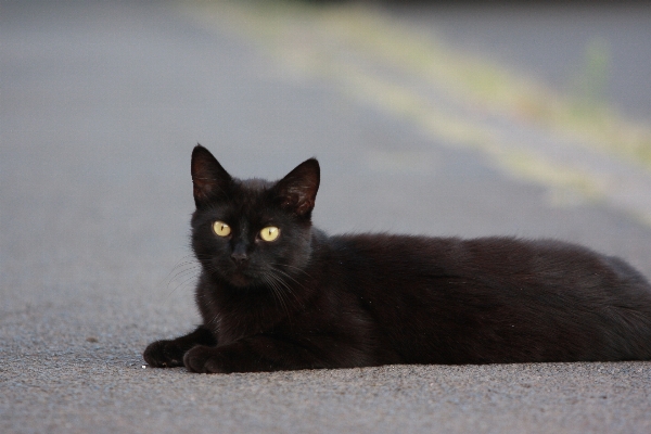 Road pet kitten cat Photo