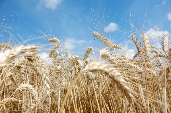 Grass plant sky field Photo