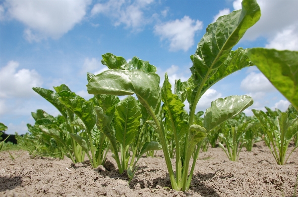 Field flower food produce Photo