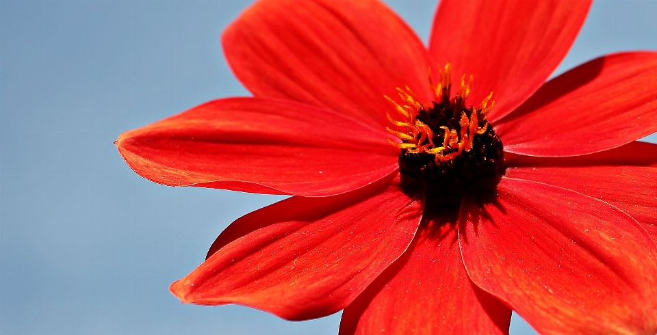 Nature fleurir usine la photographie