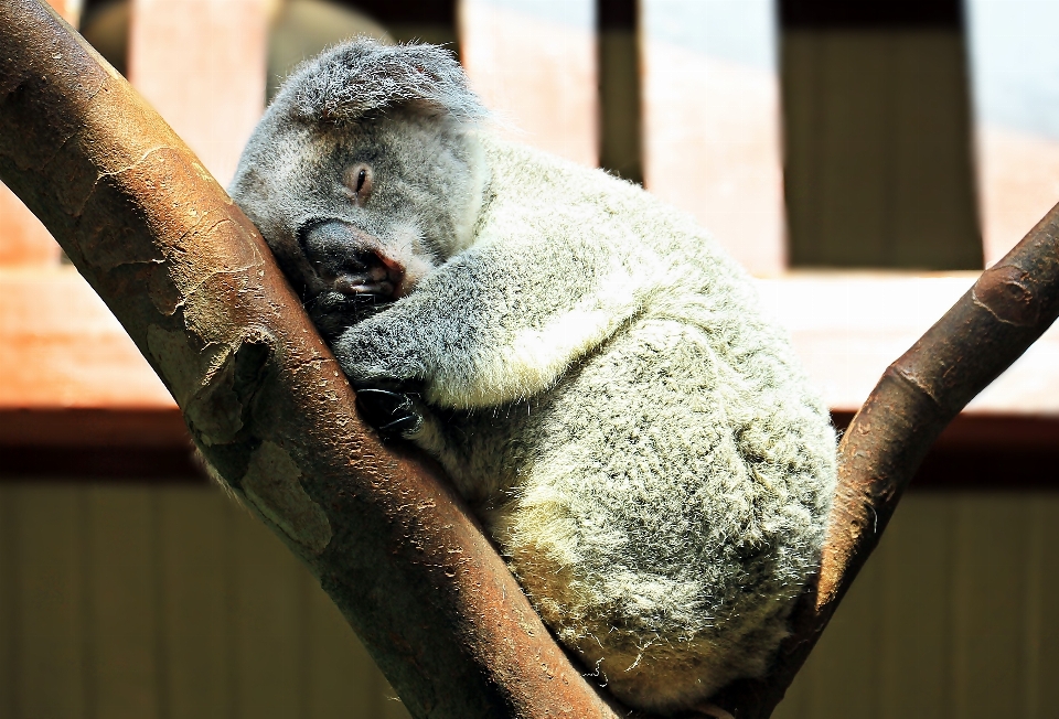 Albero dolce animale orso