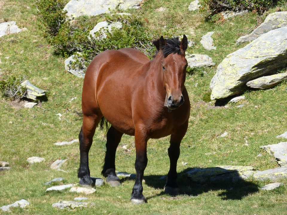 Paesaggio prato
 gregge pascolo
