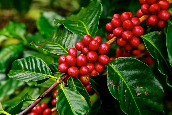 Branch plant farm fruit Photo