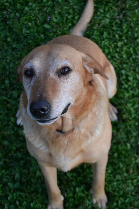 Welpe hund säugetier behaart
