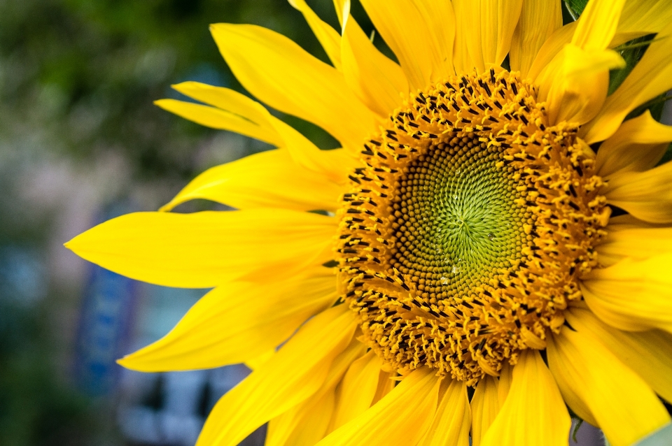 Nature plant sun field